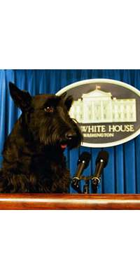 Barney, American Scottish Terrier, dies at age 12